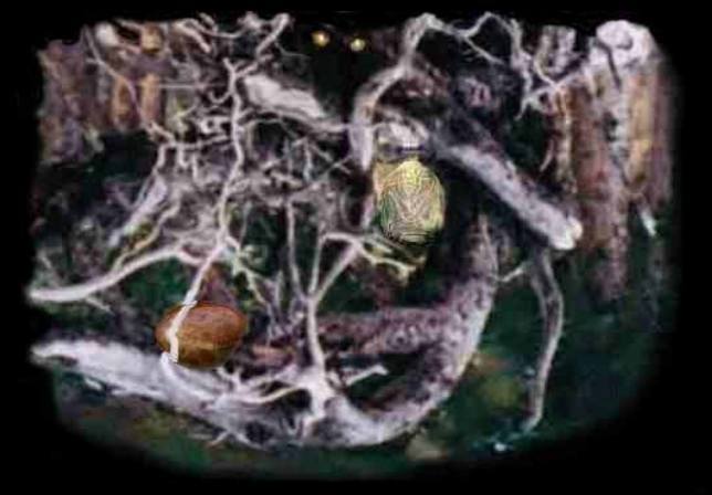In tree roots
