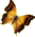butterfly_golden-A.gif (1531 bytes)