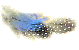 feather-A.gif (2598 bytes)