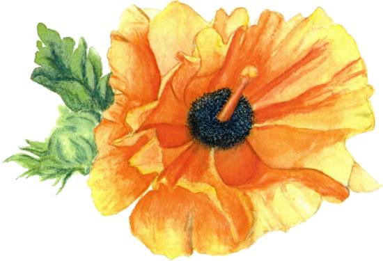 mindflower_II.JPG (27216 bytes)