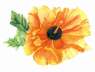 mindflowerII_tn.jpg (1869 bytes)