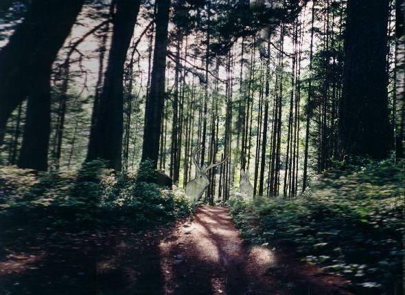 Pursuing mythical whiterabbits into the dark woods